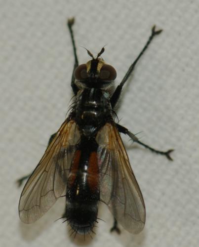 Réf. 251 261 : Cylindromyia sp.
